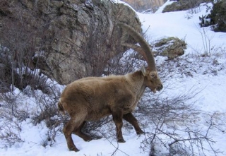 Animaux en hiver